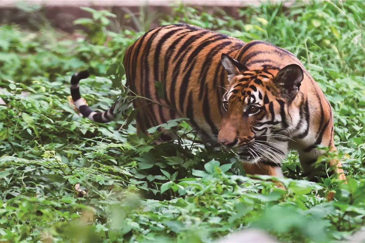 重慶景點 #3 重慶動物園