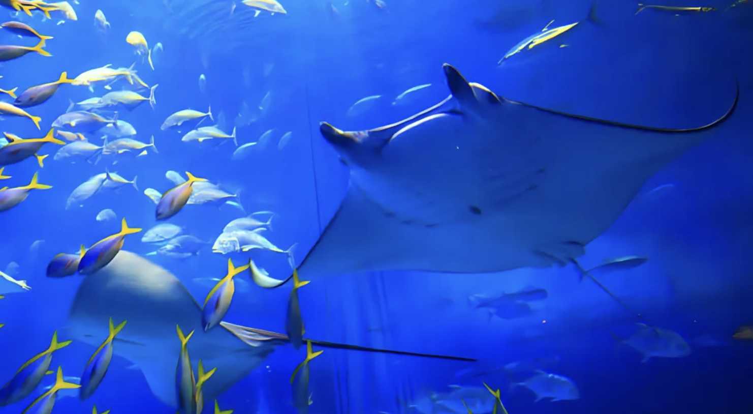 츄라우미 수족관 예약