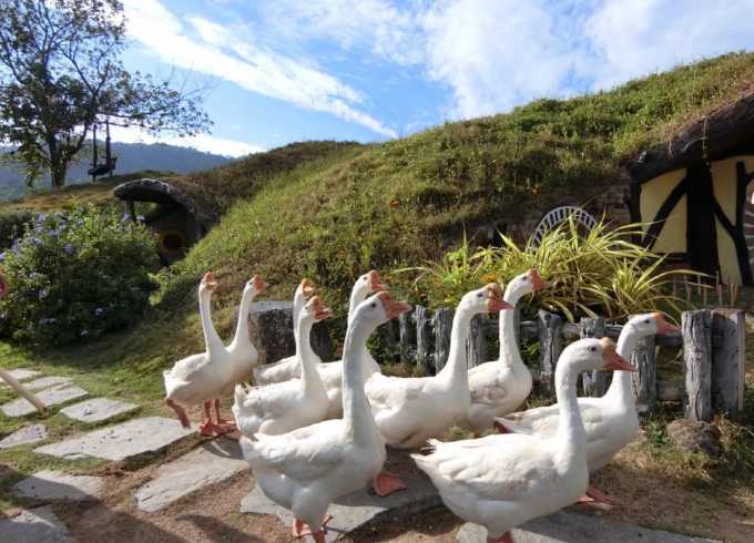 รีสอร์ทสวนผึ้ง 