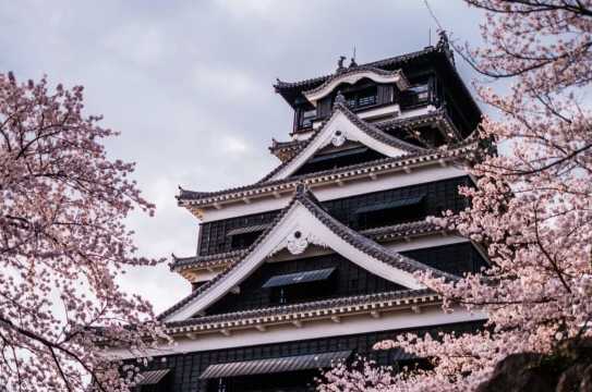 구마모토 벚꽃 시기