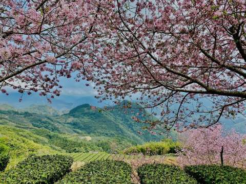 阿里山櫻花季