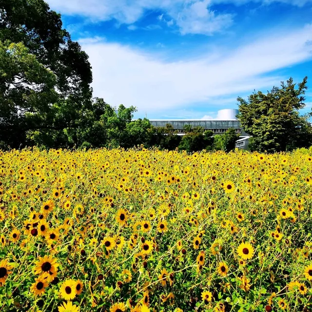 萬博紀念公園向日葵