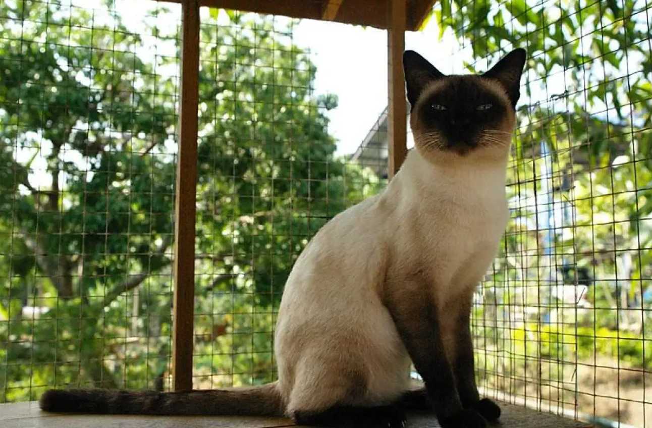 บ้านแมวแม่กลอง