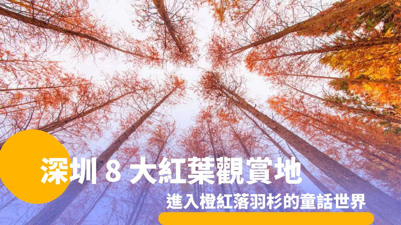 深圳 8 大紅葉觀賞地