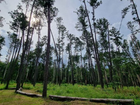 ภูผาม่าน