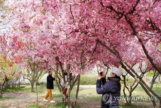 대전 벚꽃 명소, 한밭수목원