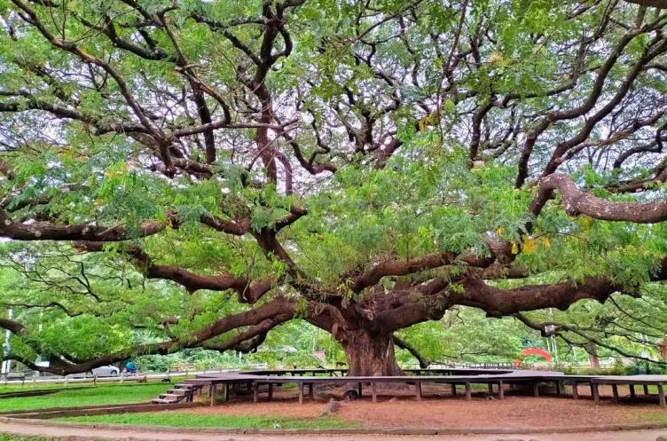 ต้นจามจุรียักษ์