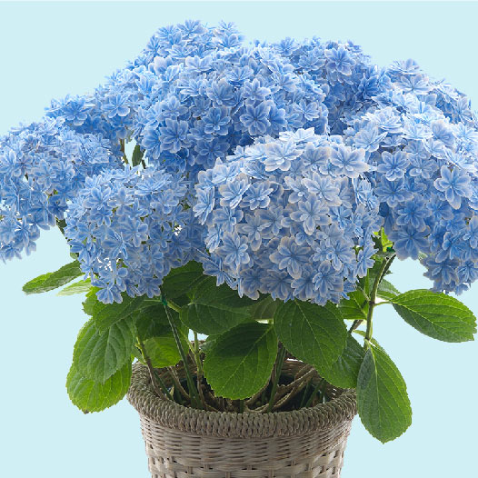 日本繡球花 | 品種# 2 萬華鏡