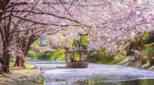 교토 날씨, 성수기