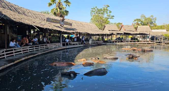 หมู่บ้านอนุรักษ์ควายไทย 