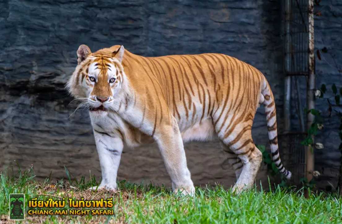 清邁夜間動物園特色 老虎秀
