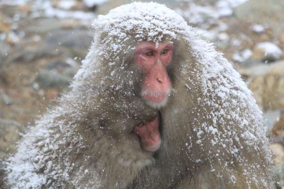 Japanese Macaque in the snow