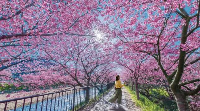 시즈오카 벚꽃 새우
