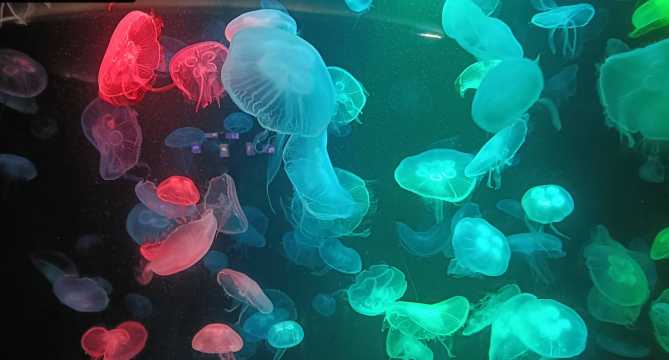 บางแสนอควาเรียม