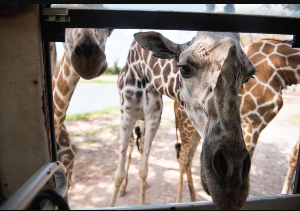 Safari Park กาญจนบุรี