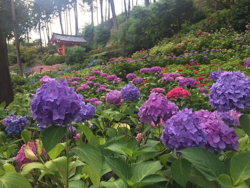 三室戶寺繡球花