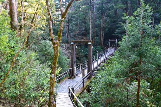 屋久杉森林樂園