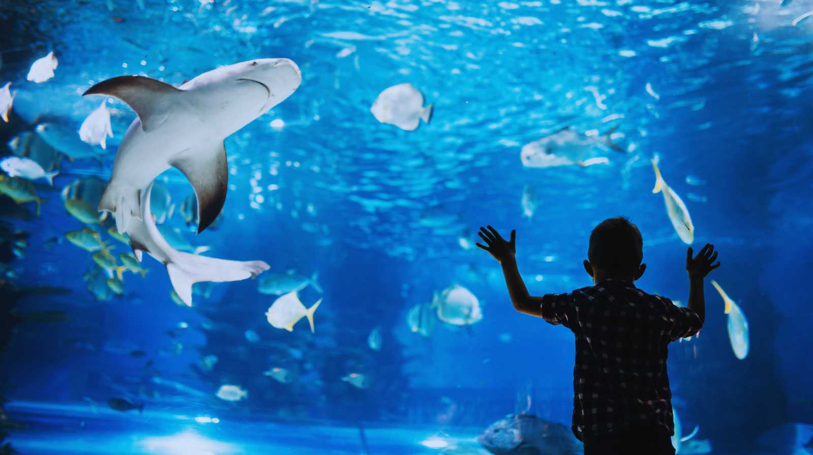 Niño mirando tiburones y peces a través del cristal en un gran acuario de Busan