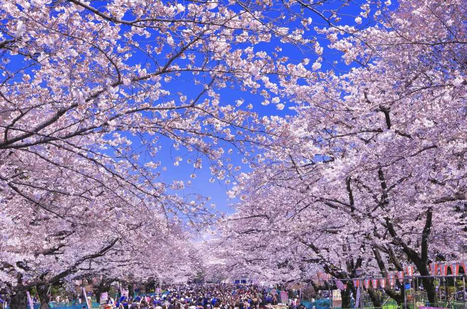 도쿄 가족여행 벚꽃