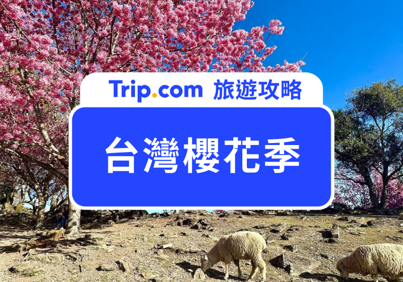 台灣櫻花