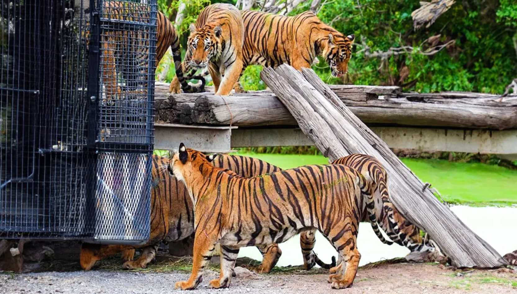 曼谷景點推薦 #1 曼谷野生動物世界
