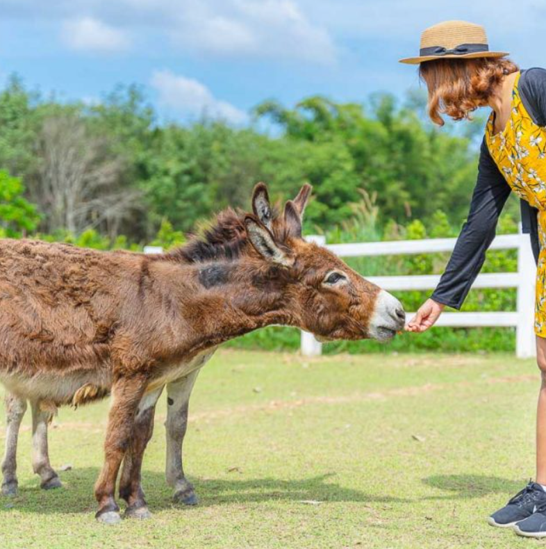 Viva Foresta Farm จันทบุรี