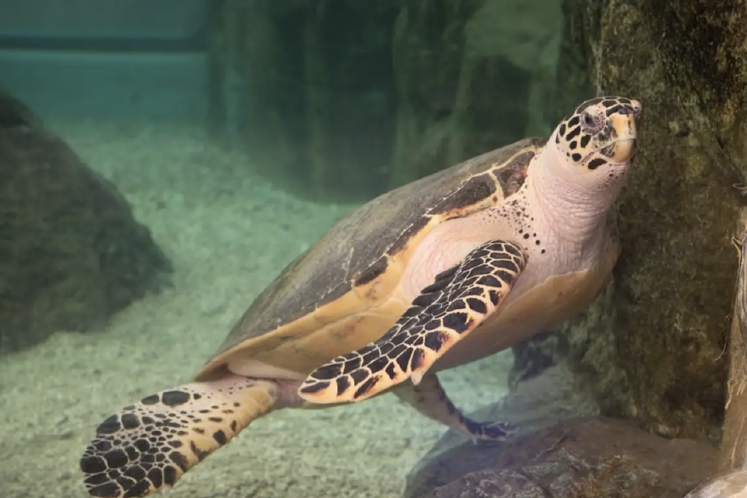 澎湖水族館必看