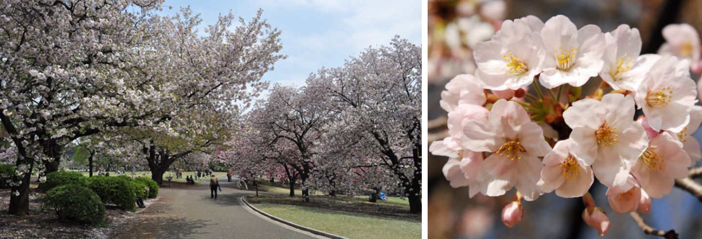 新宿御苑門票 | 春天