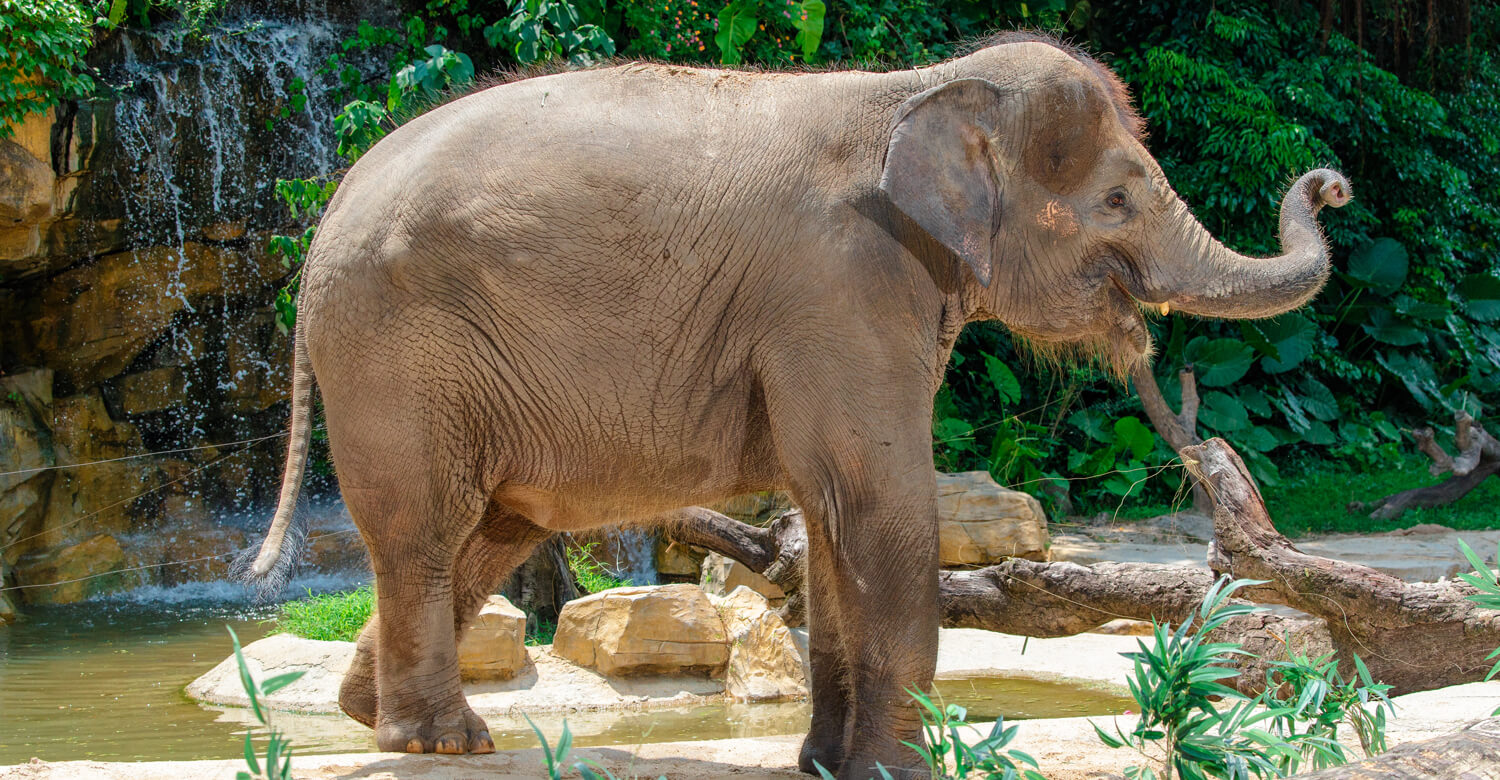 廣州長隆動物園, 景點設施