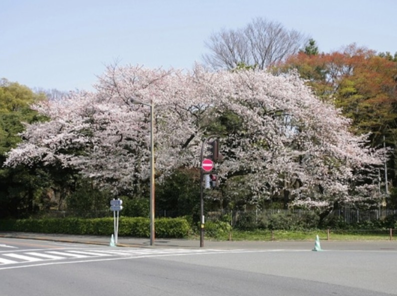 明治神宮外苑櫻花