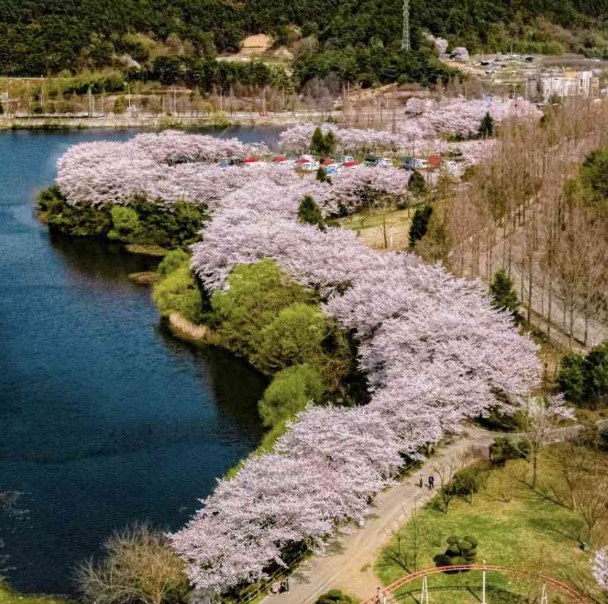 광주 벚꽃 패밀리랜드
