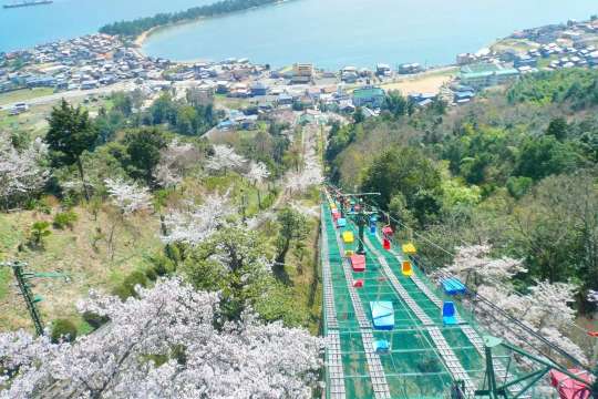 傘松公園簡介