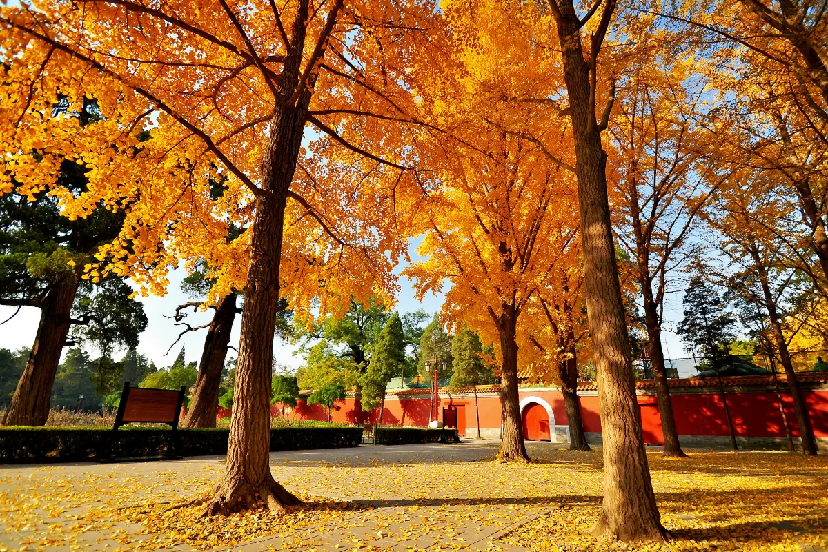 สวนจิ่งซาน