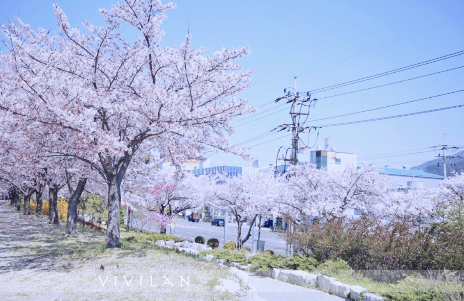 釜山櫻花景點