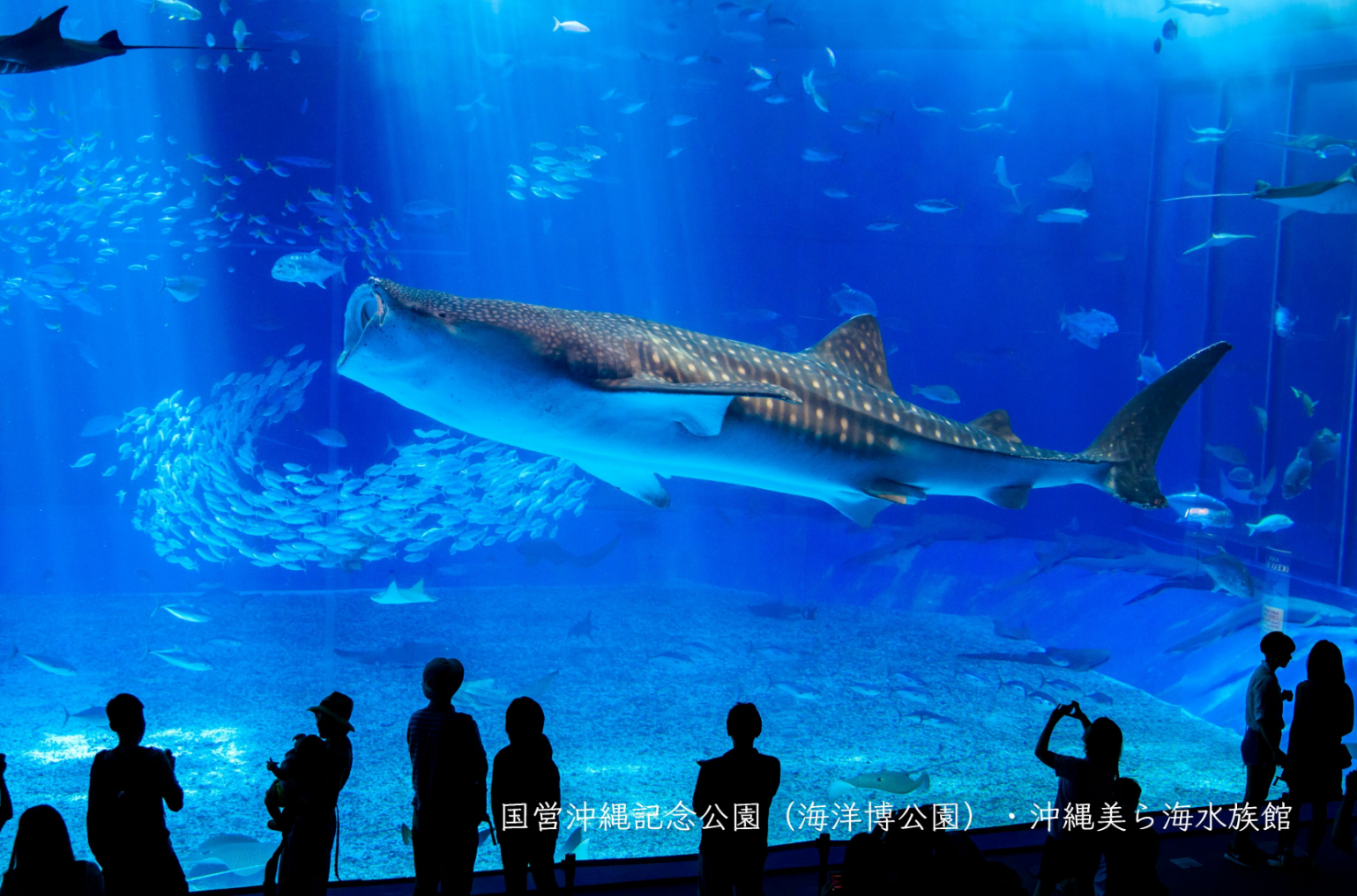 沖繩景點推薦 #1 沖繩美麗海水族館