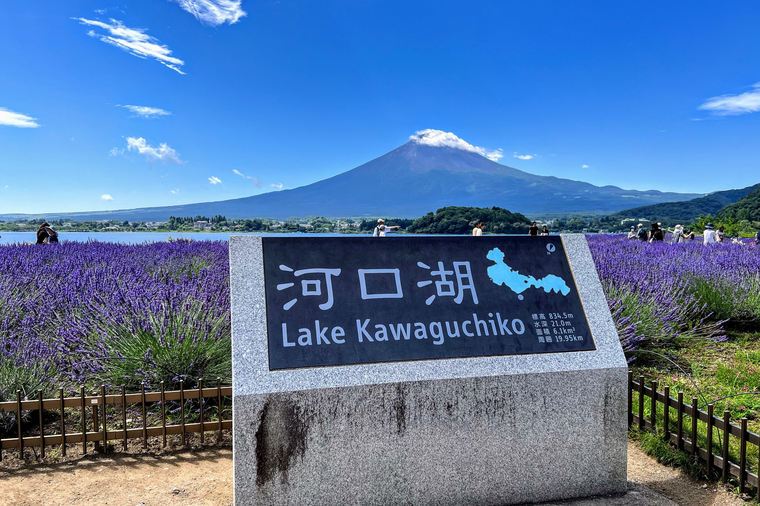 Mount Fuji rising behind lavender fields at Lake Kawaguchi