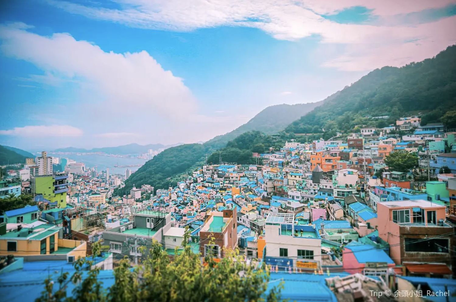 釜山櫻花景點