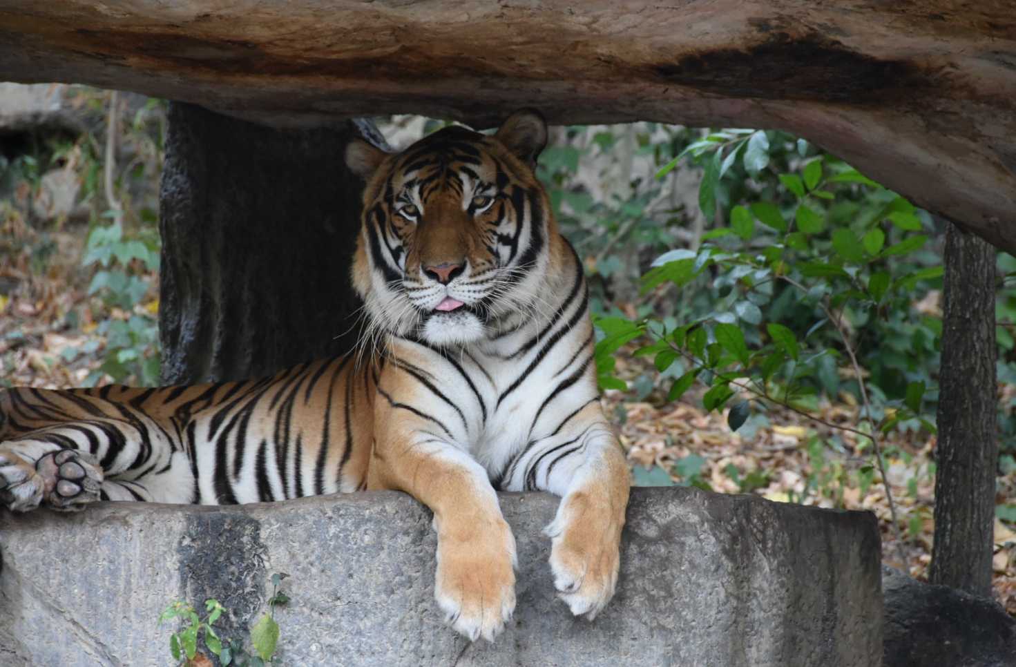 หุบเสือป่า - สวนสัตว์เปิดเขาเขียว