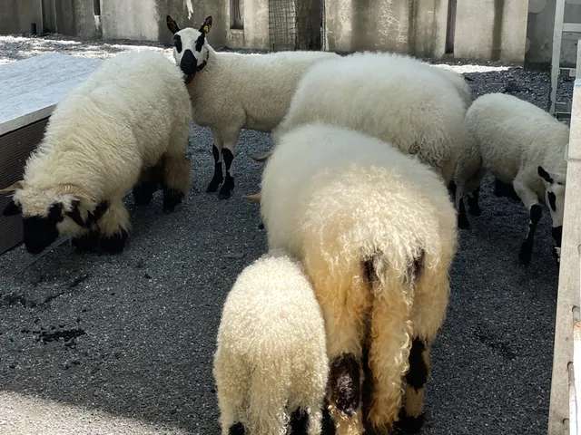 宜蘭農場｜黑 RURU CAFE