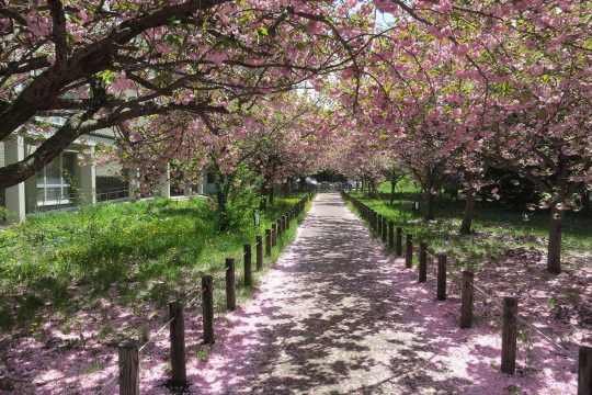 삿포로 벚꽃, 홋카이도 대학