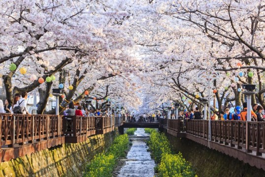 대전 벚꽃 여행