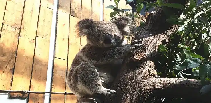 สวนสัตว์ป่าหงชาน