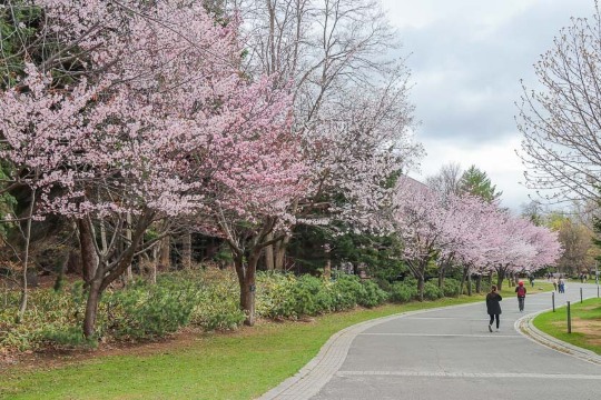 삿포로 벚꽃, 나카지마 공원