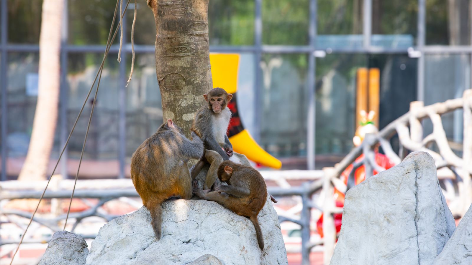Санья Остров обезьян