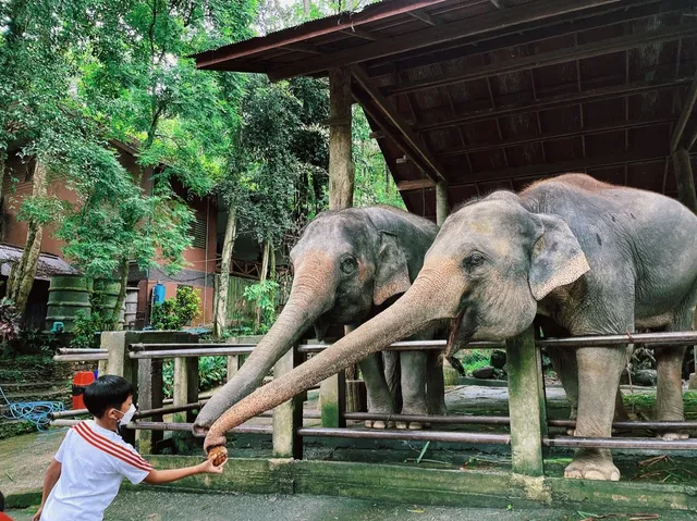 ปางช้างแม่สา