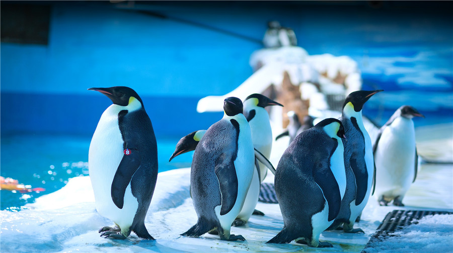 老虎灘海洋公園