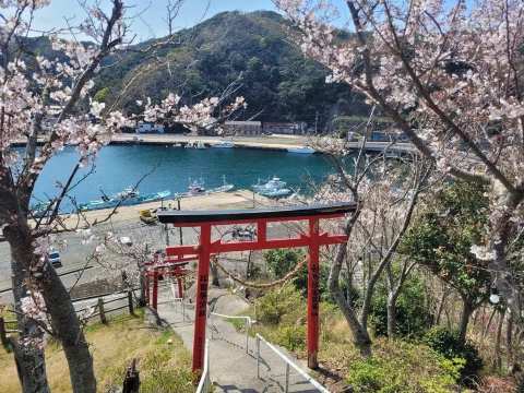 대마도 벚꽃 여행