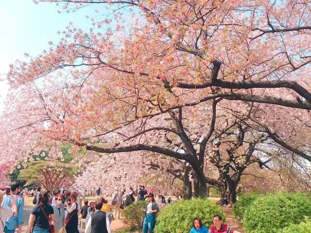 新宿御苑櫻花