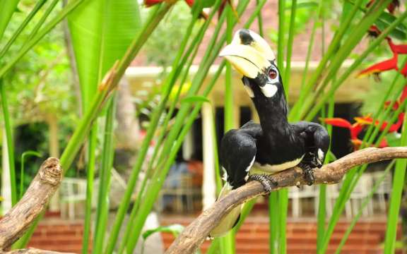 Bali Bird Park