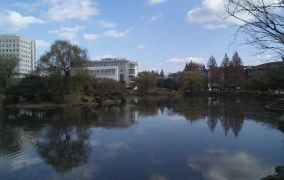 광주 벚꽃 전남대학교